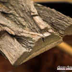 domidrewno_robinia_ (4 of 9)
